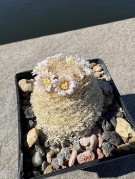 Mammillaria neobertrandiana